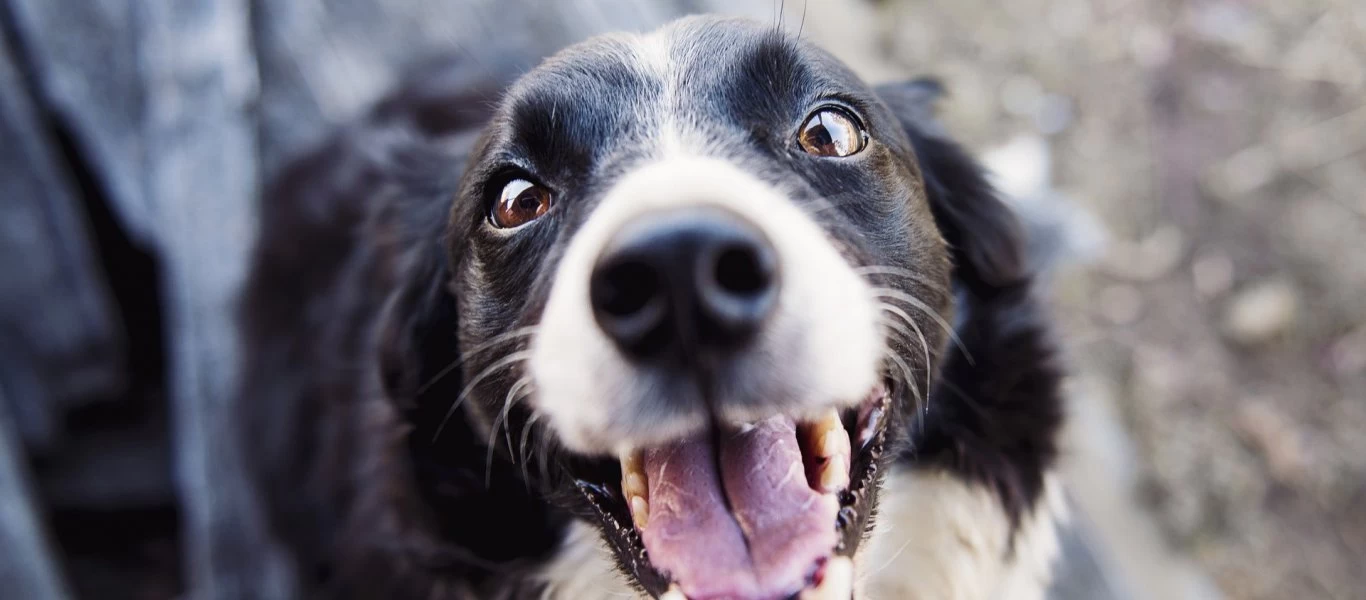Βόλος: Φυλάκιση 15 μηνών γιατί δεν πρόσεχε τα κατοικίδιά της - Ακαθαρσίες και δυσοσμία